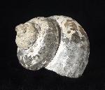 Pleurotomaria cf. actinomorphala EUDES-DESLONG-CHAMPS 1849 - Bild © FossNet FossilienStore